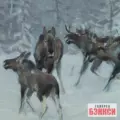 Картина Лоси 1919 - Степанов