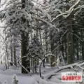 Картина Зима - Иван Шишкин