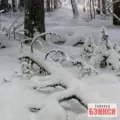 Картина Зима - Иван Шишкин